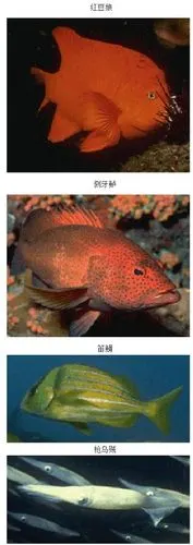 常见海鱼及名称