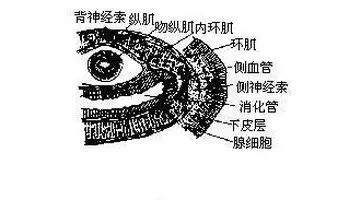 三角涡虫的横切面