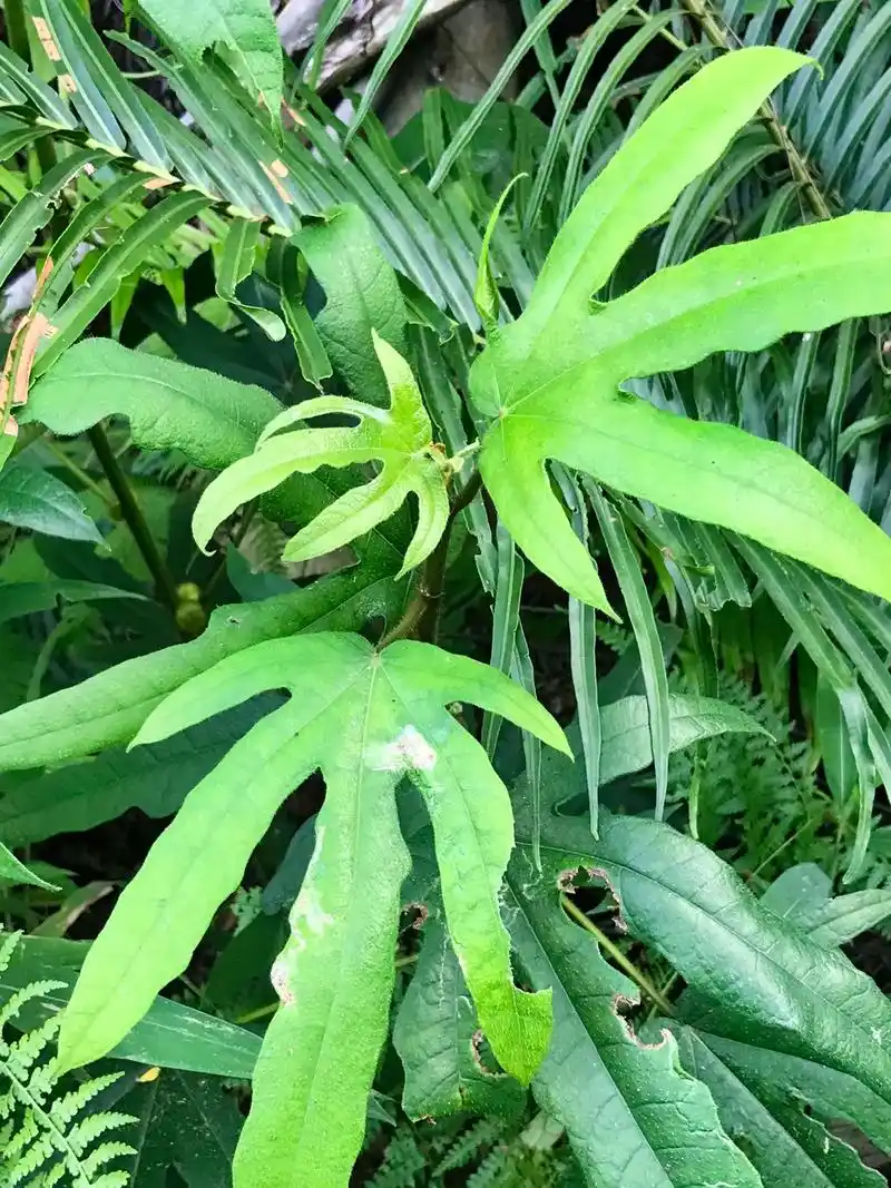 五指毛桃.粗叶榕(俗称五指毛桃),桑科榕属木本植物小灌木,叶 - 抖音