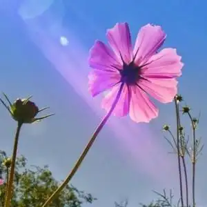 风舞的格桑花头像