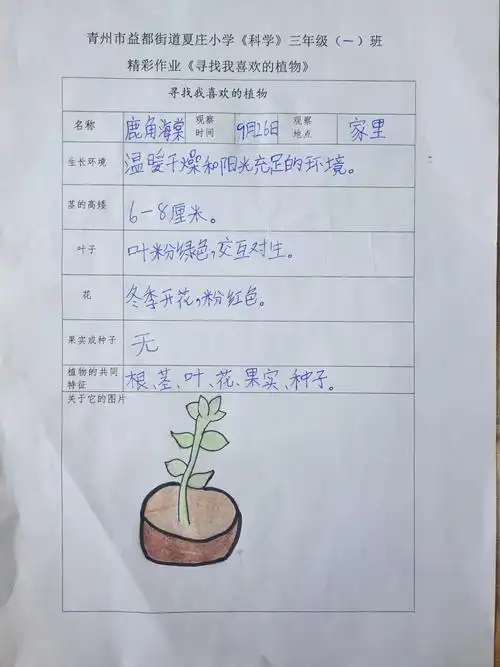 赵子茗同学的鹿角海棠是现在最时兴的多肉植物吧?