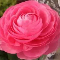 微信头像图片大全 微信花草植物头像