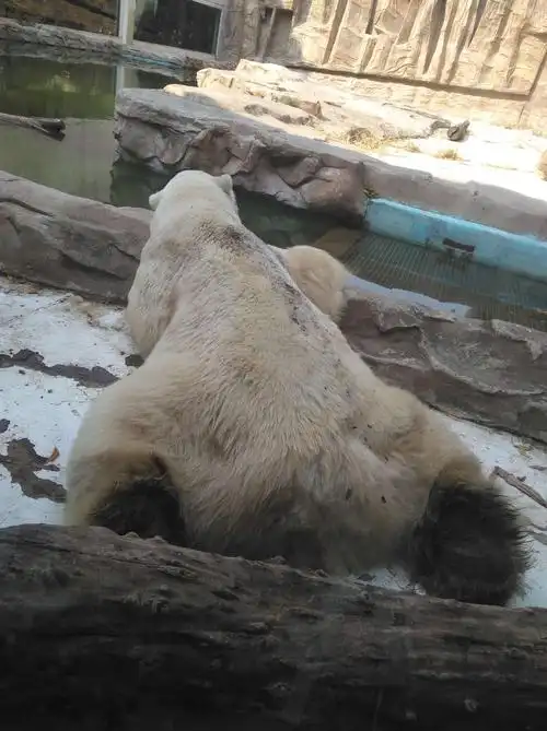 北京动物园之旅