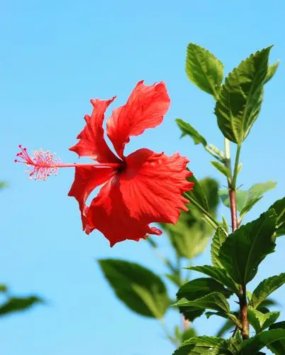 最美的花献给你—675之家