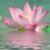 一朵朵清秀雅洁荷花个性头像图片花朵红红的像娇羞的少女