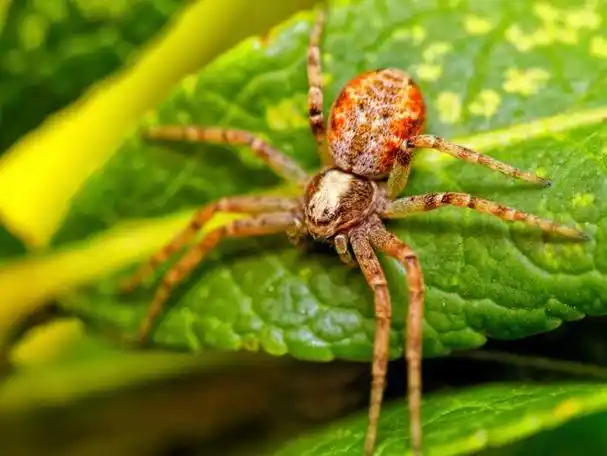 探秘蜘蛛的外形特点