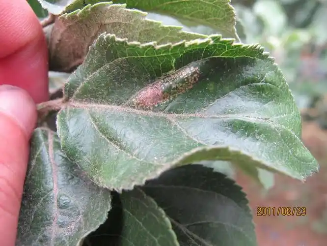苹果病虫害