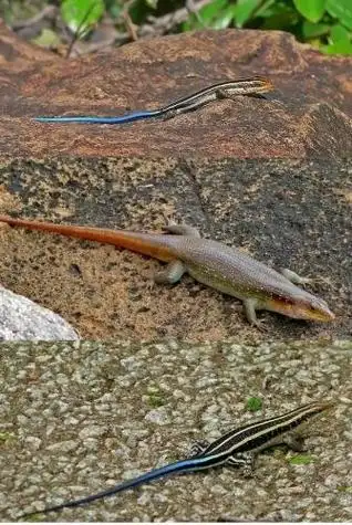 市场俗称:(北)(五线)(蓝尾)石龙子这是国内最容易和真正的蓝尾石龙