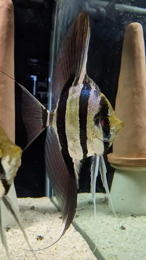 【赏孔雀】埃及神仙鱼要怎么养?