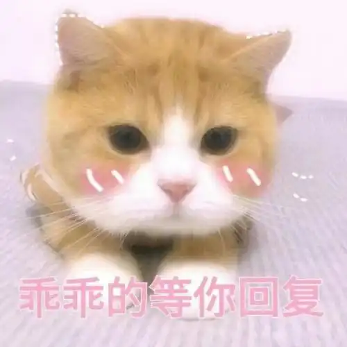 乖乖的等你回复(猫咪)_猫咪_乖乖_回复表情