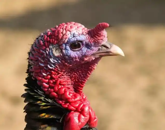 爆笑加拿大邮政小哥每天被一位火鸡追打视频网络疯传