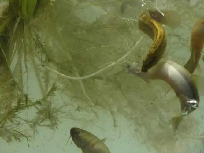 养殖泥鳅成活率为何很低?掌握这5个管理要点,先从幼苗抓起!