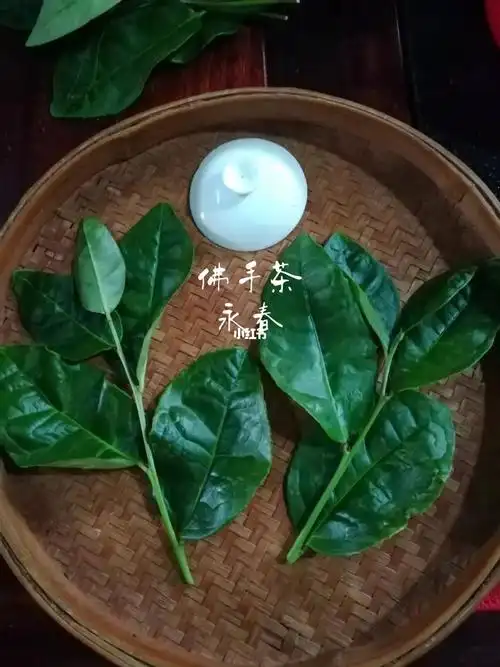 【永春佛手茶】名称:又称香橼种,雪梨,民间称:掌茶;茶树:属于大叶型