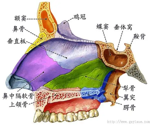 骨 分享 详情介绍 本图册为运动系统-骨图片 上一个: 解剖绪论 下一个