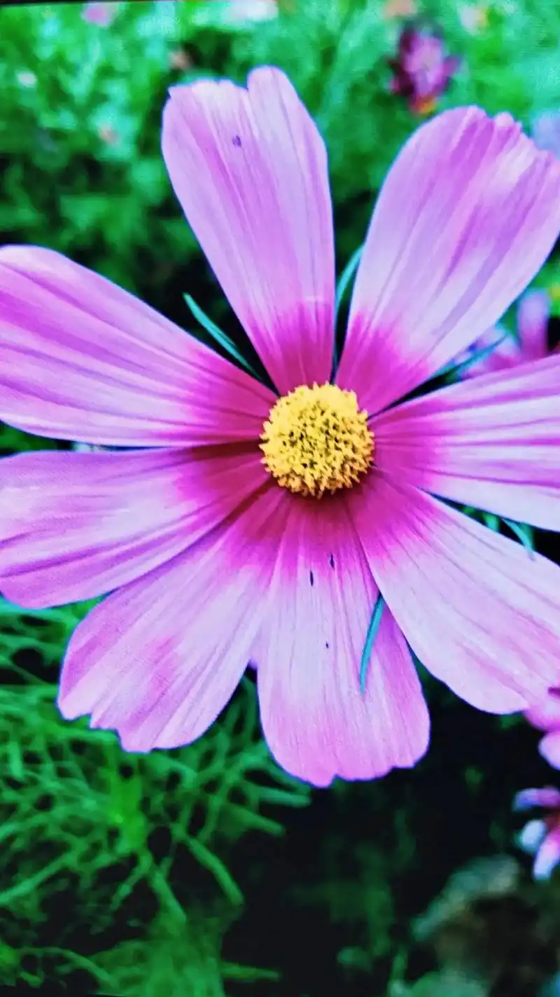 图文壁纸,真景实拍.波斯菊花语寓意:快乐喜悦,纯 - 抖音