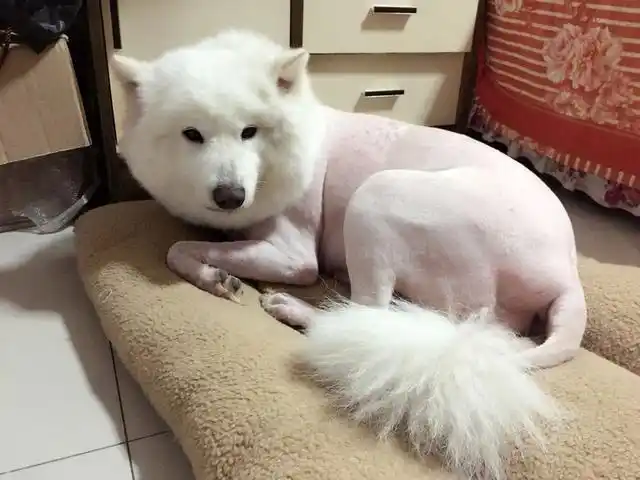 给家里的萨摩耶剃了毛,多久才能全部长出来?