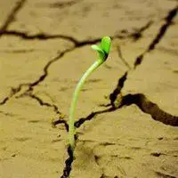 具有生命力的小草头像_微信头像图片大全