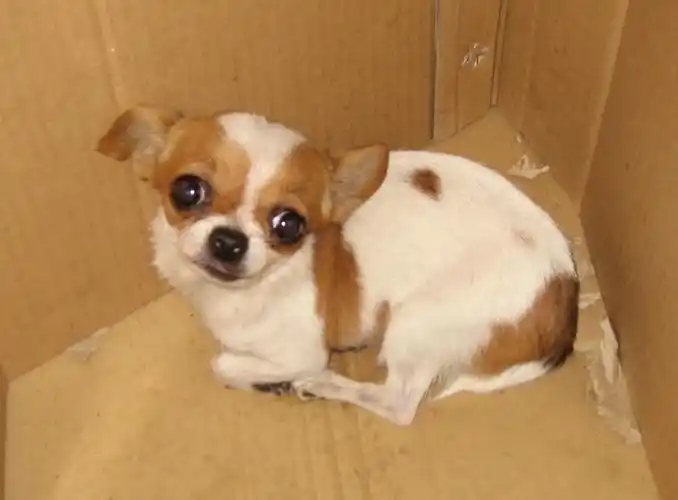 下图的吉娃娃值多少钱