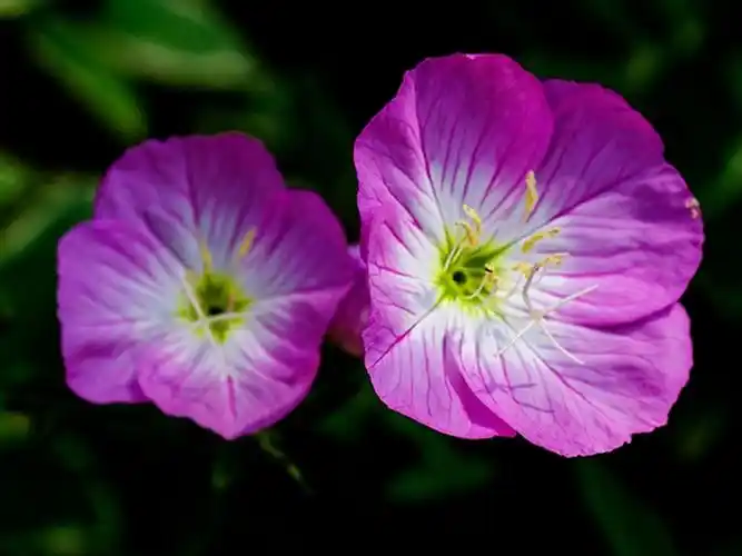 月见草什么时候开花(5种夏季观花植物详细介绍)