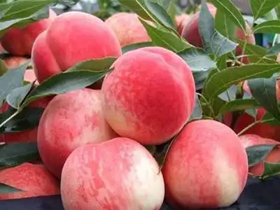 今年南汇水蜜桃品牌