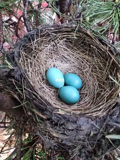 知更鸟的鸟蛋