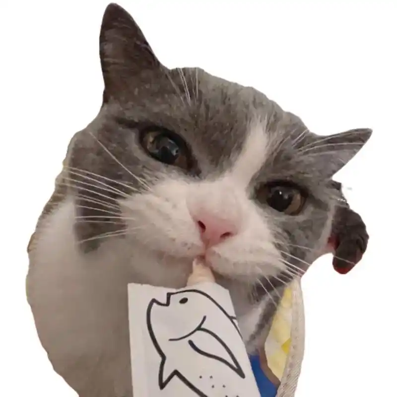 鳕鱼记录28,白底鳕鱼头像*3#蓝白英短 #猪咪 #猫  - 抖音