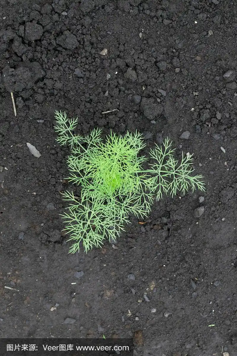 草本农场上小茴香幼苗特写