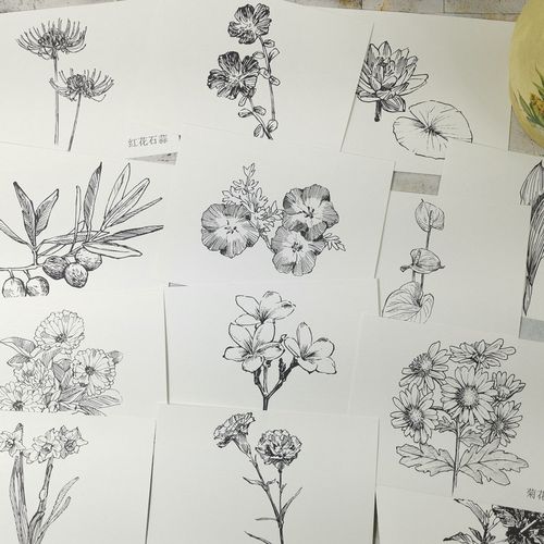花朵植物线描临摹卡 黑白绘画参照创意少儿美术画室线条图教材