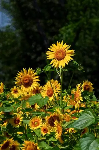 初秋镜像----群力外滩公园随拍
