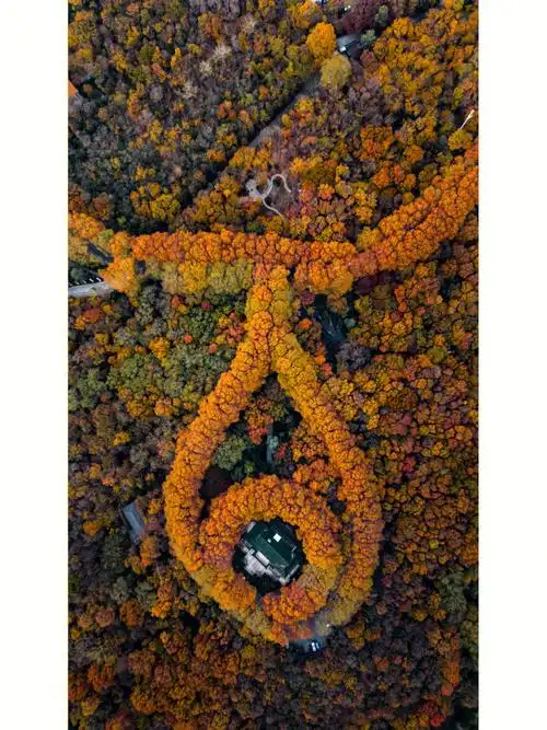 mini3 pro99起飞点丨中山陵停车场(信号干扰小)#秋意浓 #秋日限定