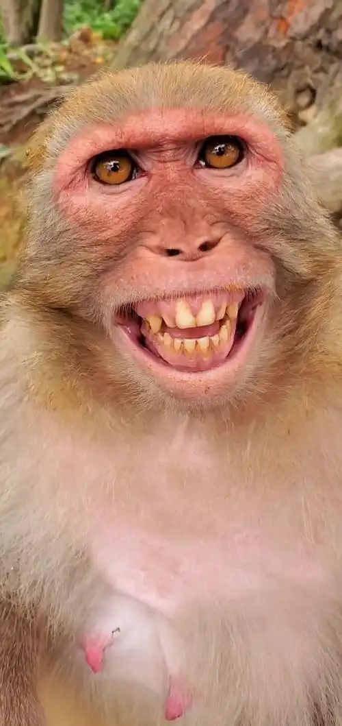没想到猴子也会笑,笑起来还是这么灿烂