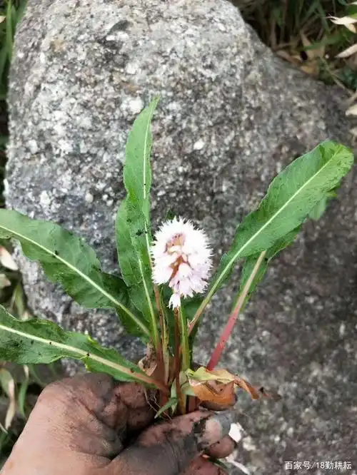 拳参,又称之为虾参!