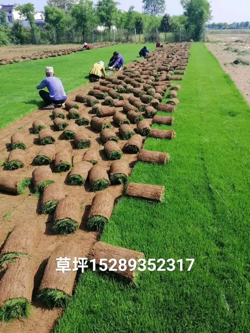 陕西西安周至苗圃基地 - 抖音