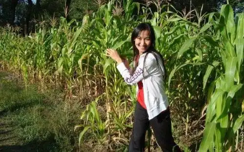 地里玉米总被偷,农村人蹲地里半天等小偷,抓到人后想不通了!