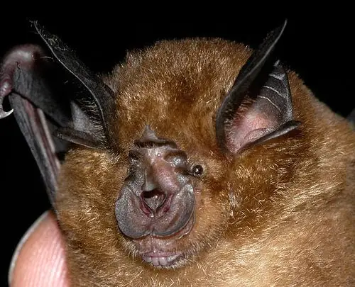 p>菊头蝠属(学名:rhinolophus i>, /i>英文名称:horseshoe bat):是