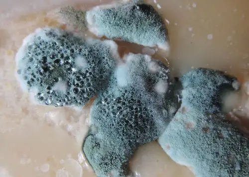 食品加工生产中预防霉菌的措施-诺福生态