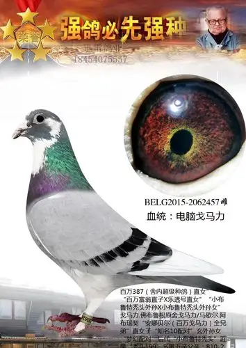 血统书信鸽特征编 号:668352鸽 名:电脑戈马力羽 色:灰白条眼 砂:黄眼