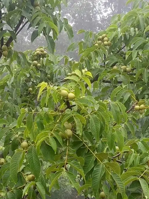 云南野生古树核桃