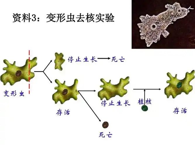 课件人教版必修一细胞核-系统的控制中心ppt 资料3:变形虫去核实验