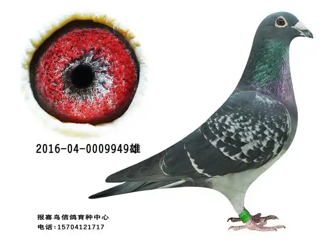速霸龙949_报喜鸟赛鸽育种中心-中信网爱鸽商城