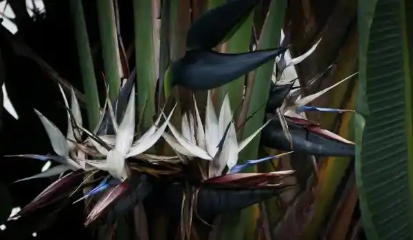 白花天堂鸟长什么样子的图片