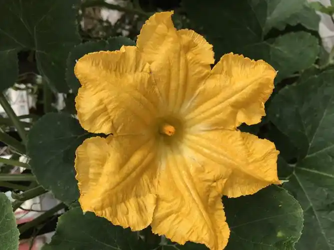 正面看南瓜的雄花,中间只有一个柱形花蕊.