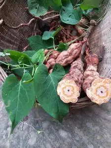 何首乌叶子啥样