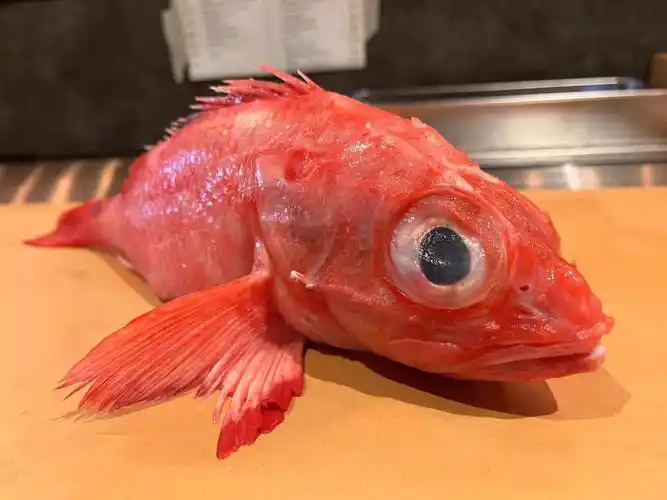 日本三大名鱼 喜知次跟katsuo skipjack tuna#omakase