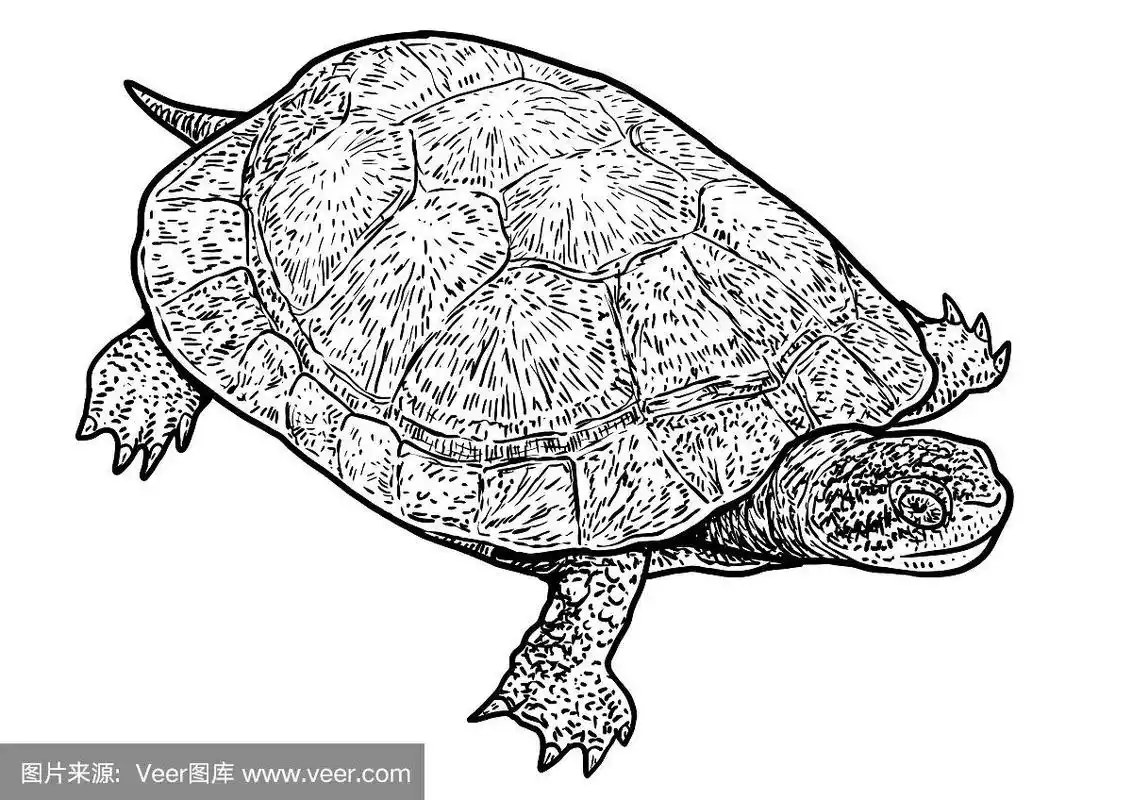 欧洲池塘龟插画,绘画,雕刻,水墨,线条艺术,矢量