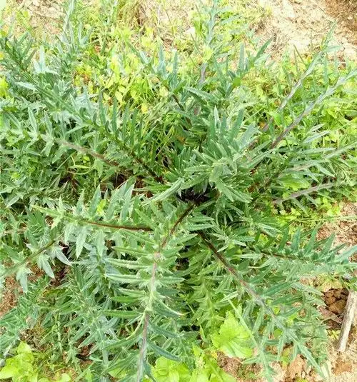 新鲜大蓟根鸡刺根刺儿菜鸡足刺猪姆刺马蓟野红花鸡项草 3斤【图片