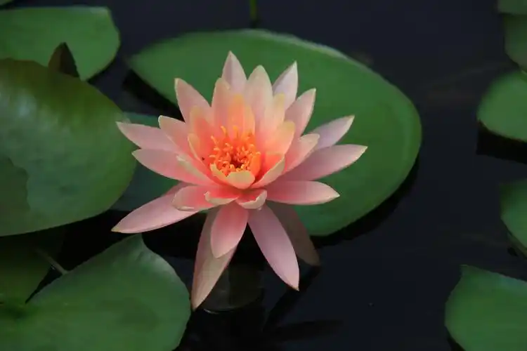 睡莲通常也被叫作莲花,睡莲与荷花是同科不同属的植物.