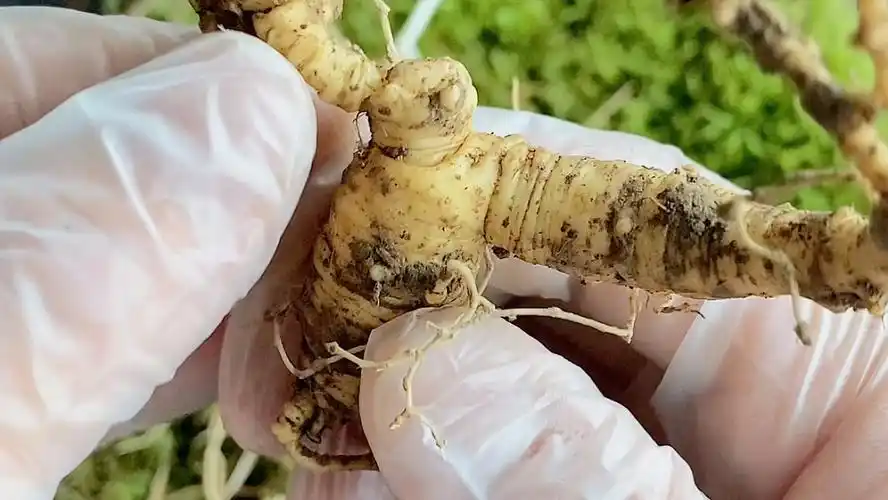 国产两代野西洋参鉴赏