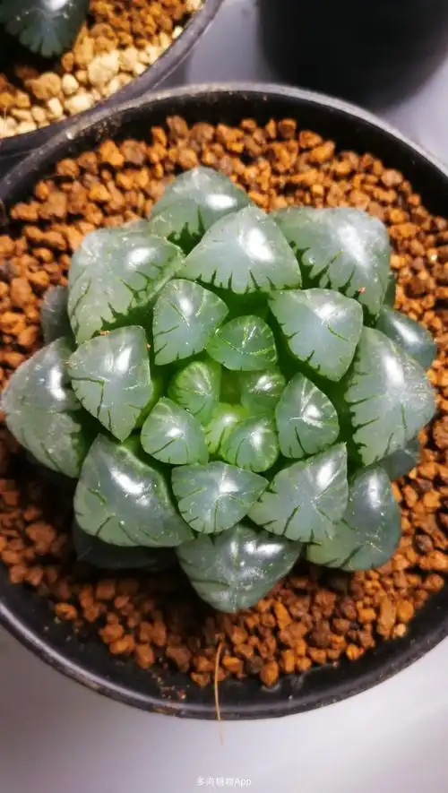 冰灯玉露(冰灯玉露寓意)