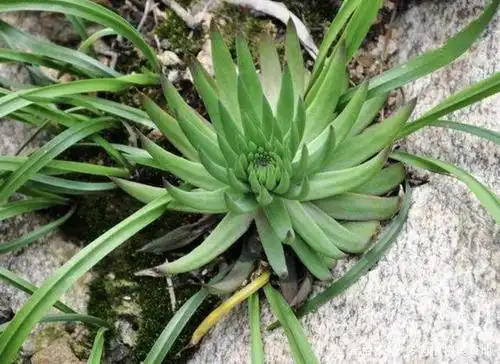 瓦房上的"小草",被称为"无根草",植株不仅顽强,还有用处!